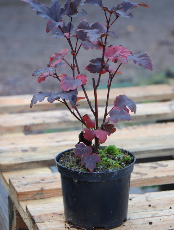 detail Tavola kalinolistá 'Atropurpurea'