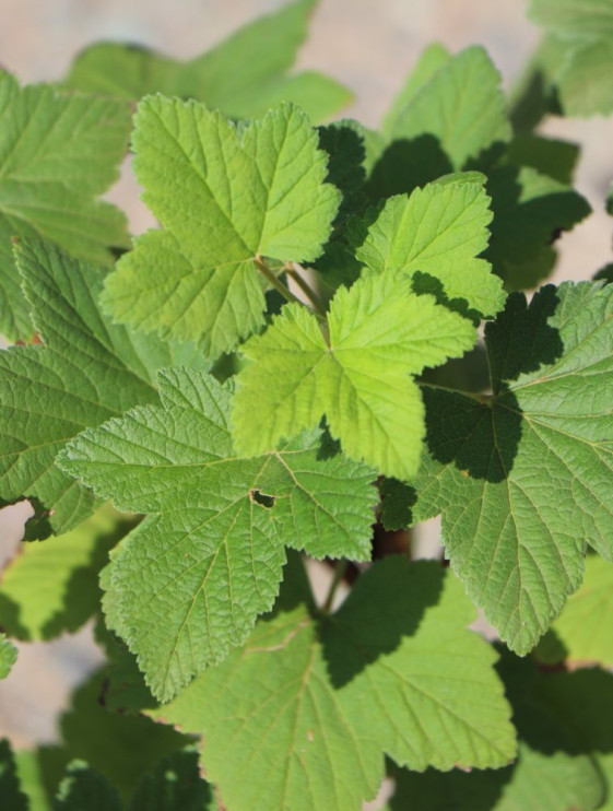 detail Meruzalka krvavá