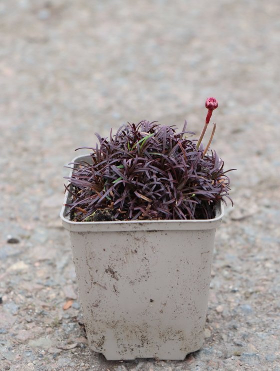 detail Trávnička přímořská 'Vesuv'