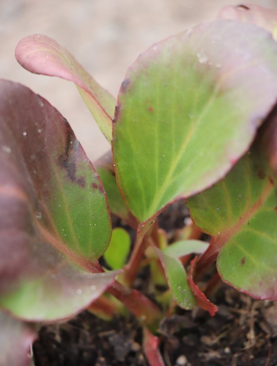 detail Bergénie srdčitá ´Rotblum´