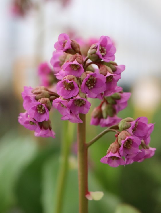 detail Bergénie srdčitá ´Rotblum´