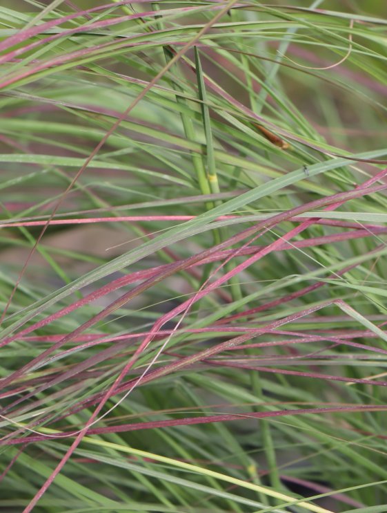 detail Milička 'Totnes Burgundy'