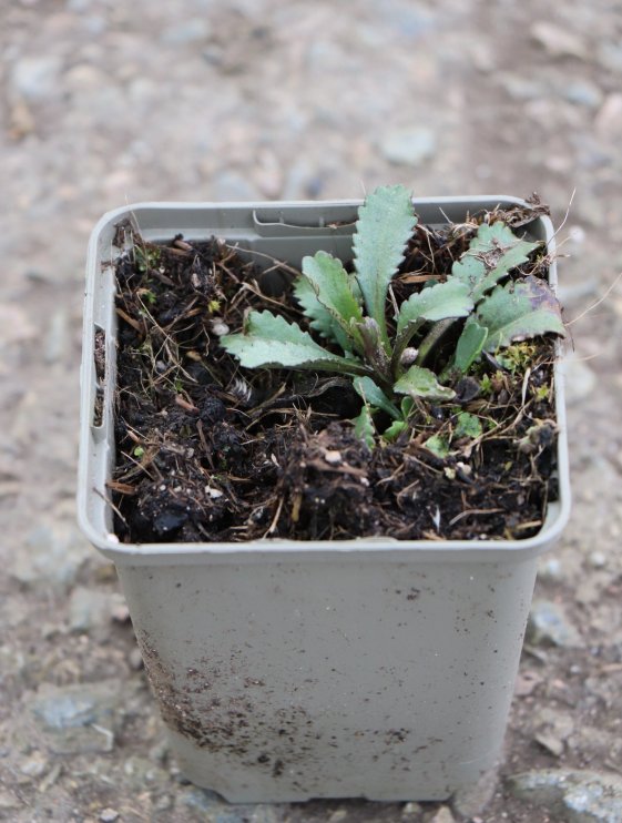 detail Kopretina největší 'Gruppenstolz'