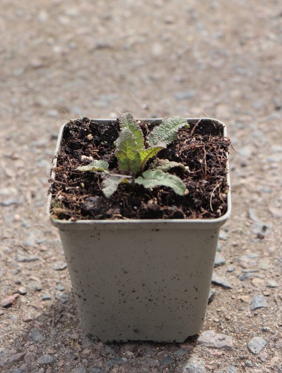 detail Šalvěj hajní 'Caradonna'