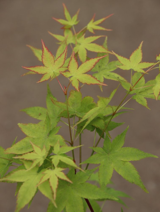 detail Javor dlanitolistý 'Aureus'