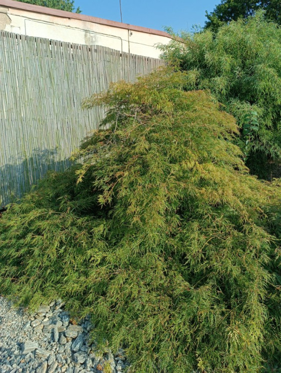 detail Javor dlanitolistý 'Dissectum'