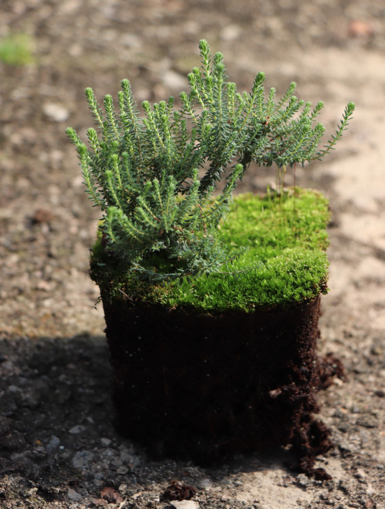 detail Vřesovec čtyřřadý 'Alba Mollis'