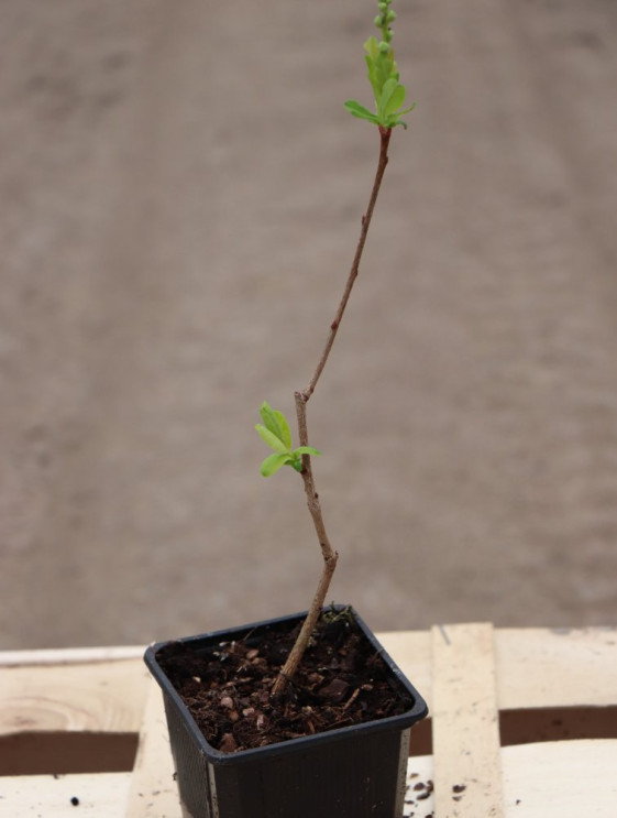 detail Hroznovec velkokvětý