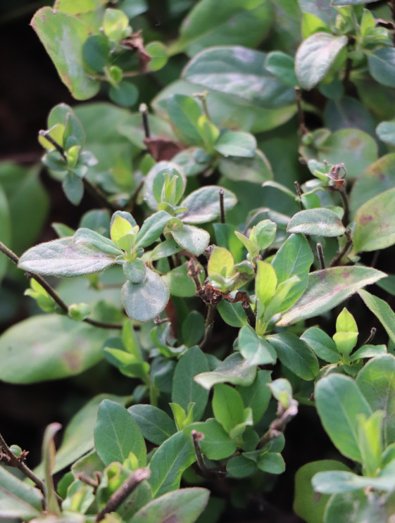 detail Zimolez japonský 'Hall´s Prolific´