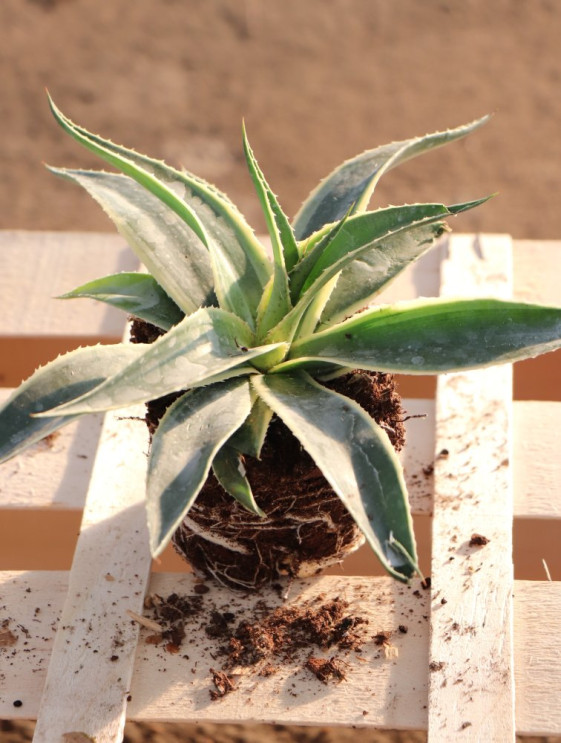 detail Mangave ´Navajo Princess´