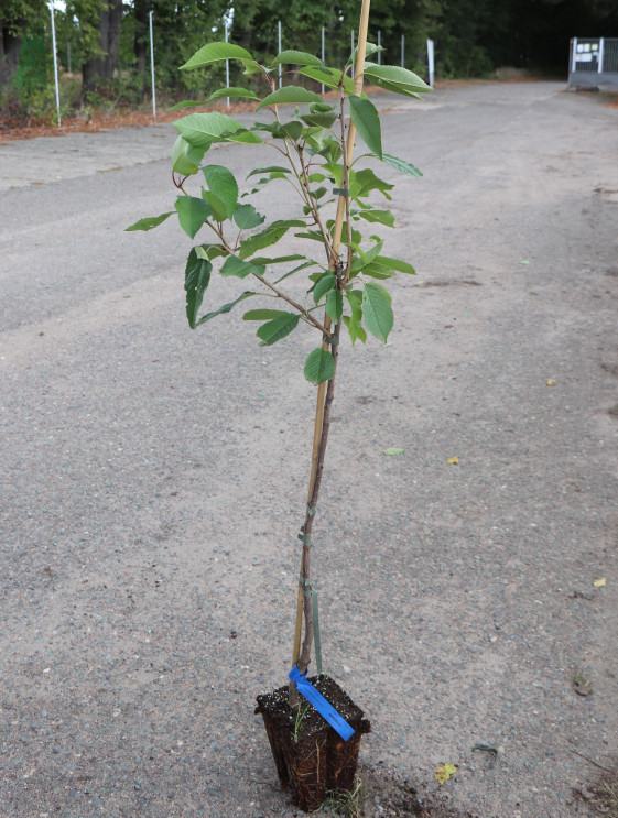 detail Třešeň' KAREŠOVA'