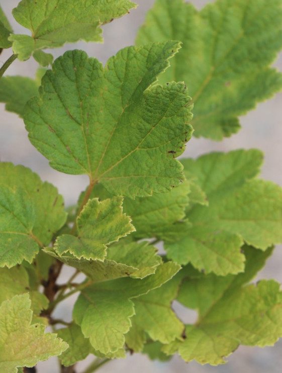 detail Rybíz červený 'Rosetta' ko5L