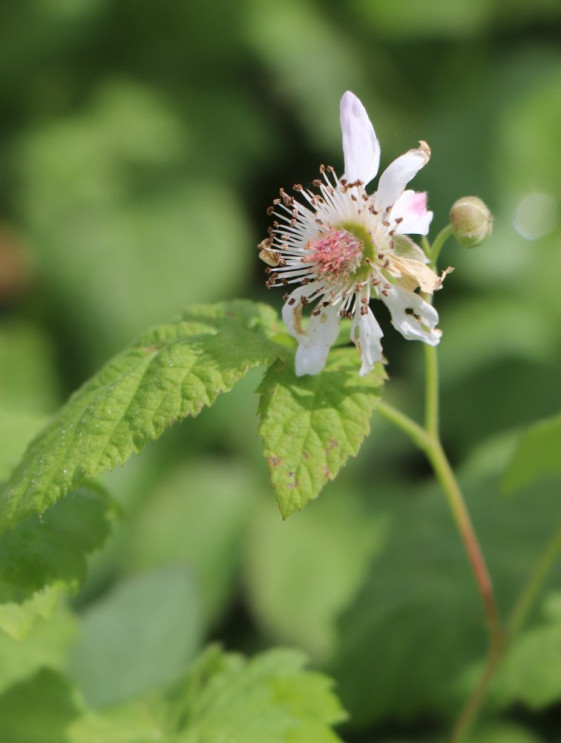 detail Malino-ostružiník 'Tayberry Buckingham'
