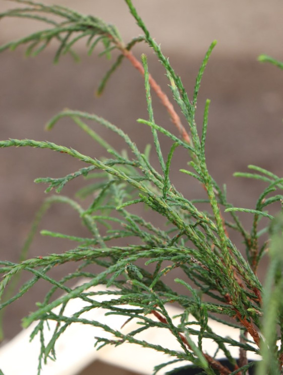 detail Zerav řasnatý 'Whipcord'