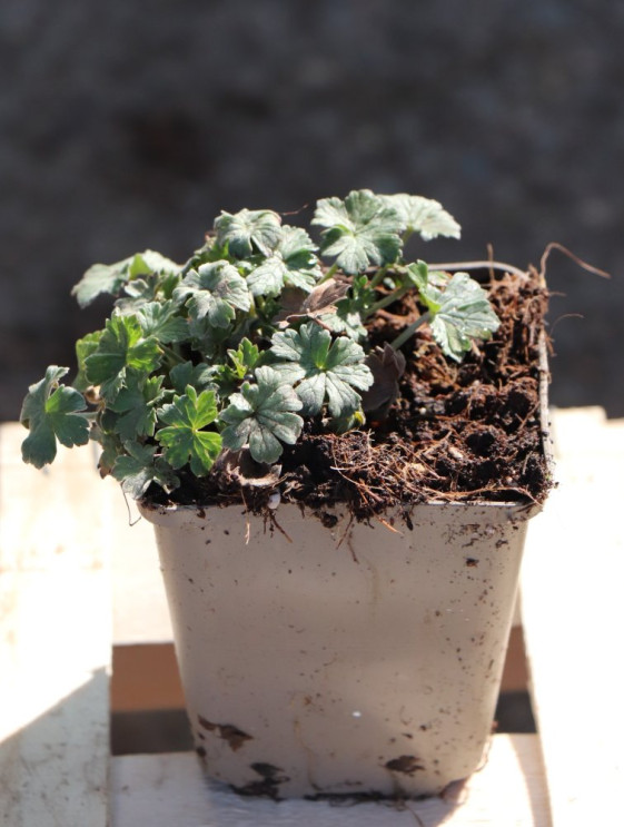 detail Kakost 'Mavis Simpson'