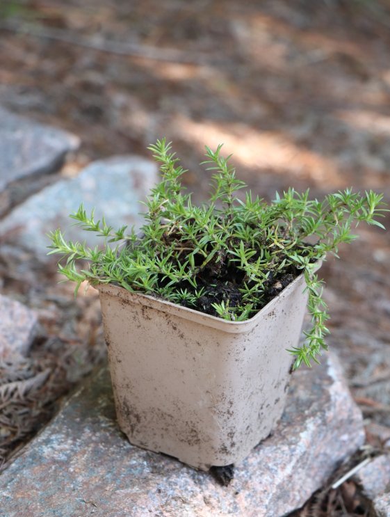 detail Plamenka nízká 'Lilac Cloud'