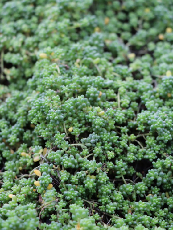 detail Rozchodník 'Chloroticum'