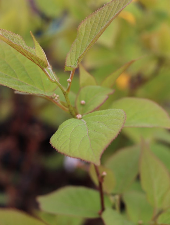 detail Aktinidie kolomikta