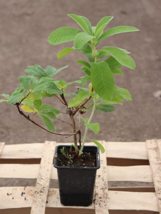 detail Azalka dřevitá 'Juanita'