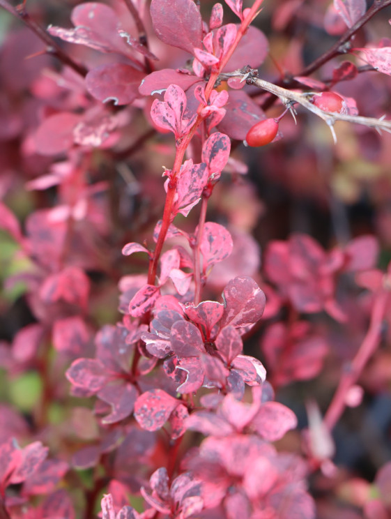 detail Dřišťál Thunbergův 'Harlequin'