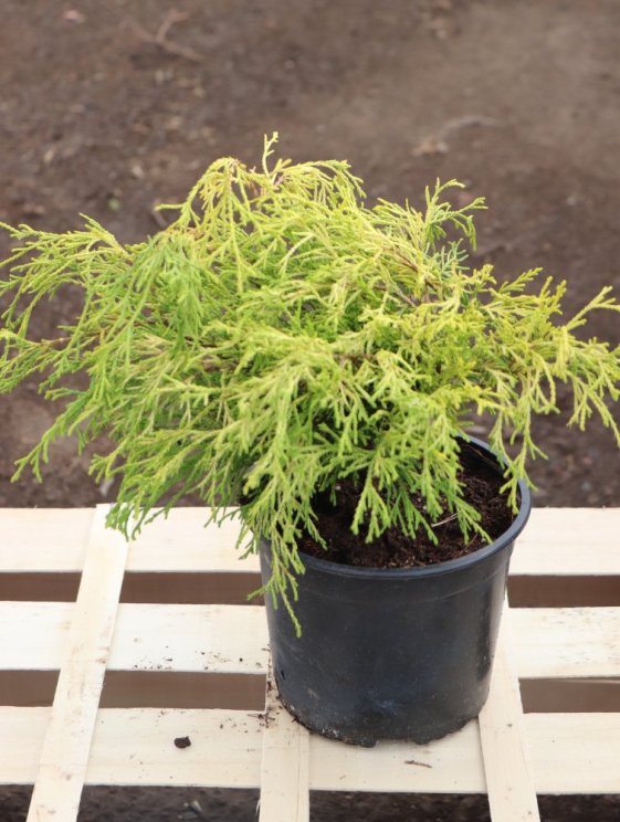 detail Cypřišek hrachonosný 'Sungold'