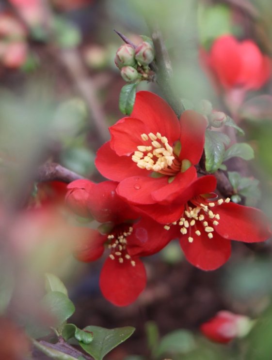 detail Kdoulovec nádherný 'Crimson and Gold´