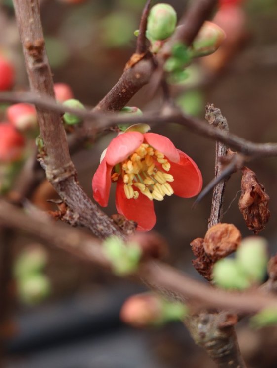 detail Kdoulovec nádherný 'Crimson and Gold´