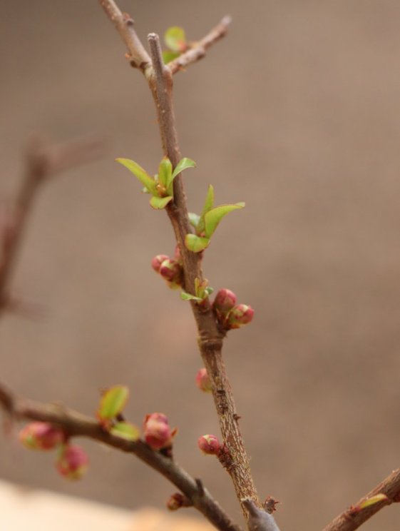 detail Kdoulovec nádherný 'Crimson and Gold´