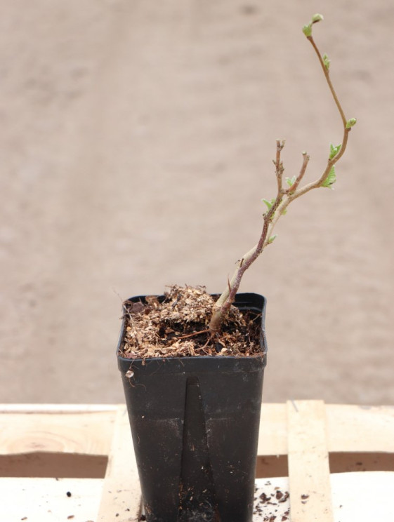 detail Líska velkoplodá 'Tonda di Giffone'