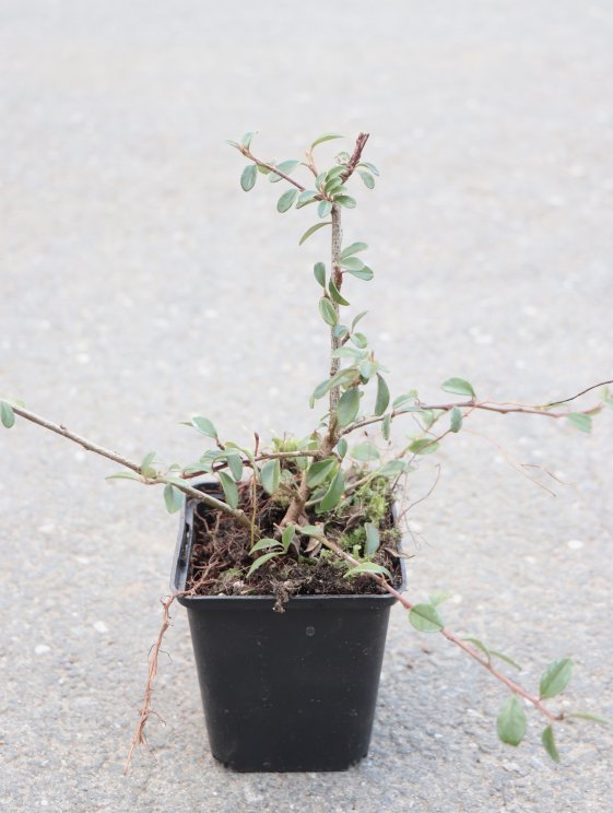 detail Skalník 'Coral Beauty'