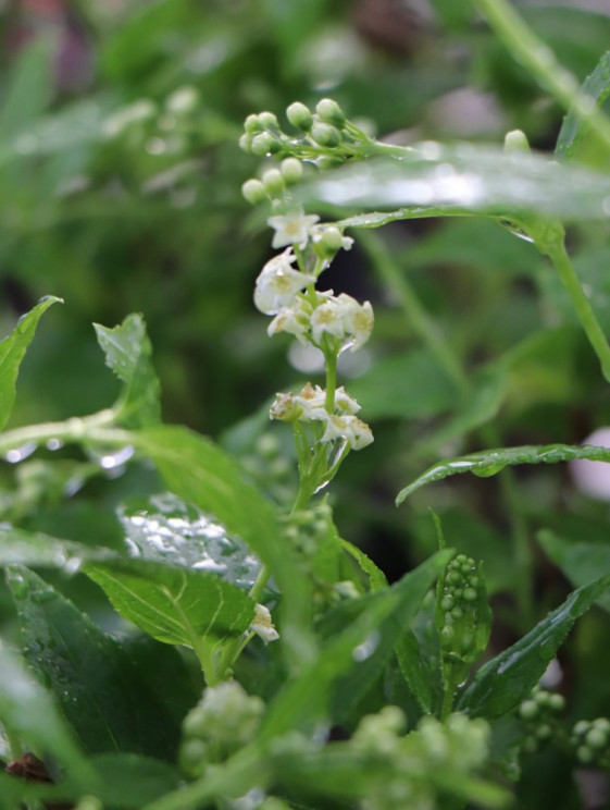 detail Trojpuk štíhlý