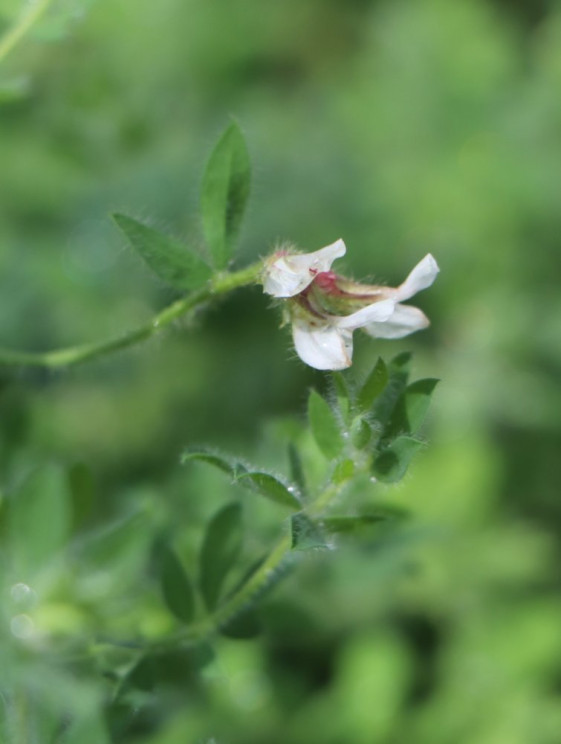 detail Bílojetel chlupatý