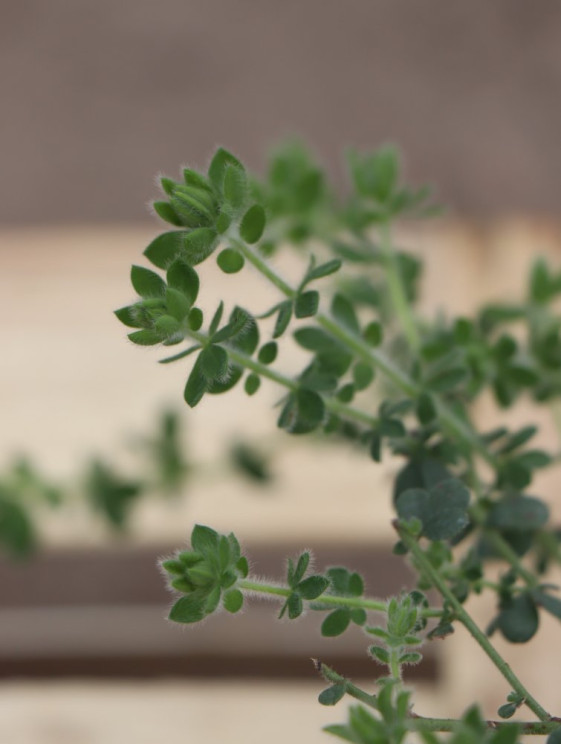 detail Bílojetel chlupatý