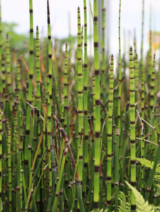 detail Přeslička zimní
