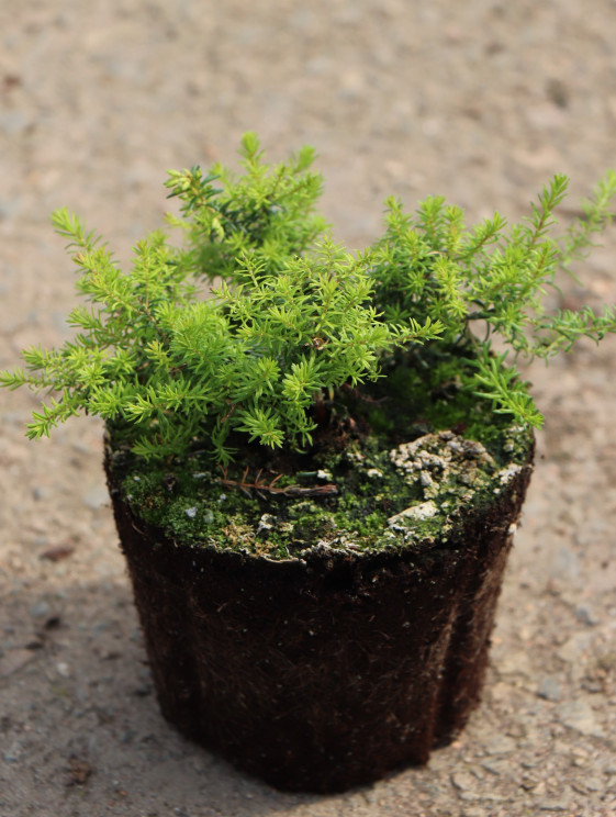 detail Vřesovec pleťový 'Wildform'