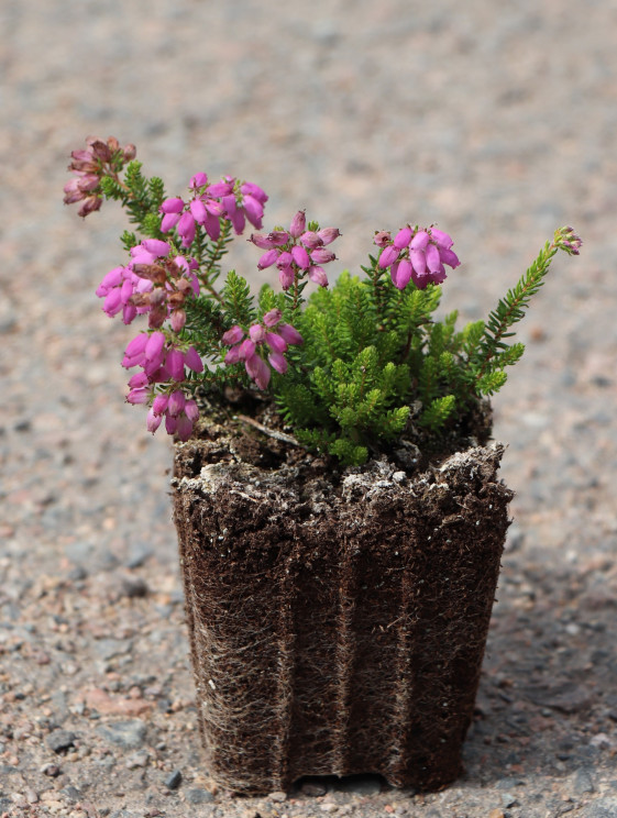 detail Vřesovec Stuartův 'Irish Orange'