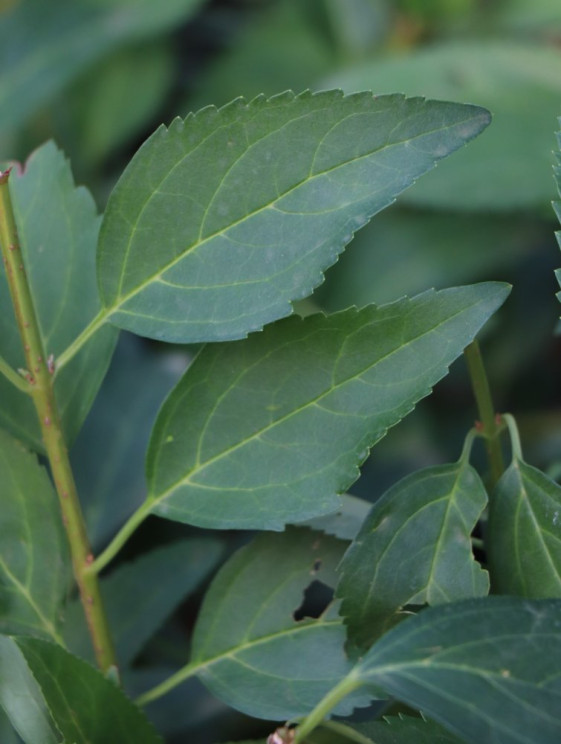 detail Zlatice prostřední 'Arnold Dwarf'