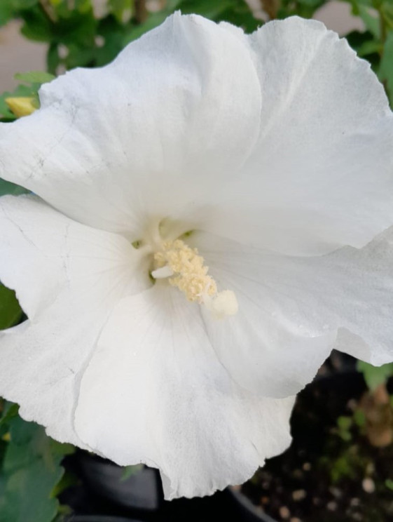 detail Ibišek syrský 'Eleonore´®