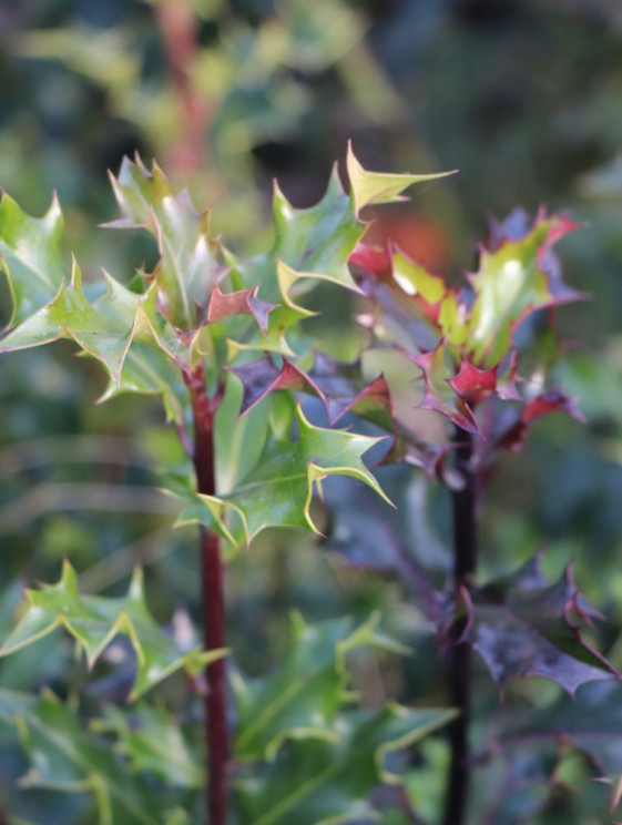 detail Cesmína ostrolistá