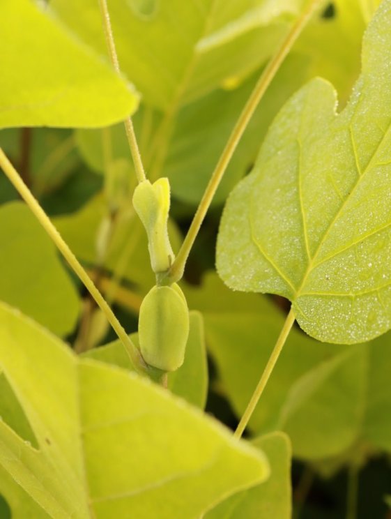 detail Liliovník tulipánokvětý
