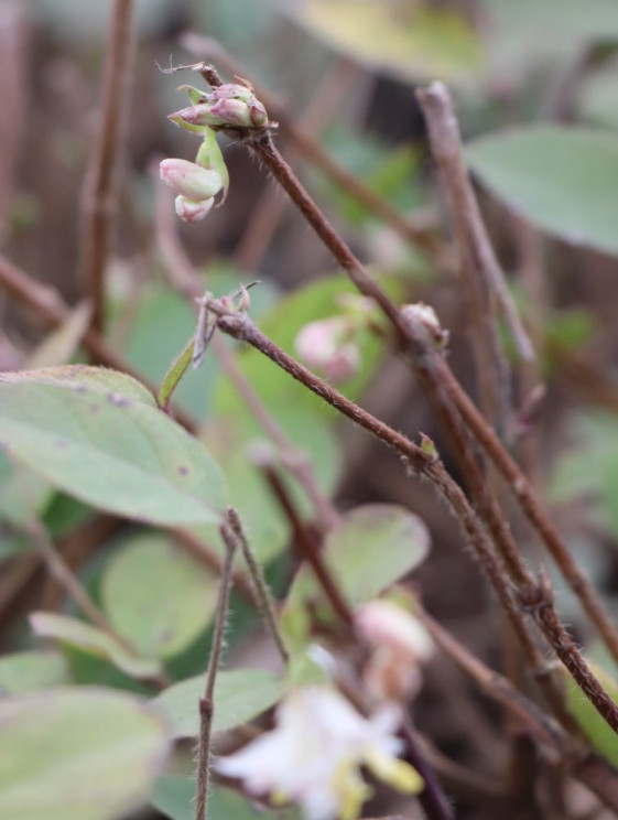 detail Zimolez vonný