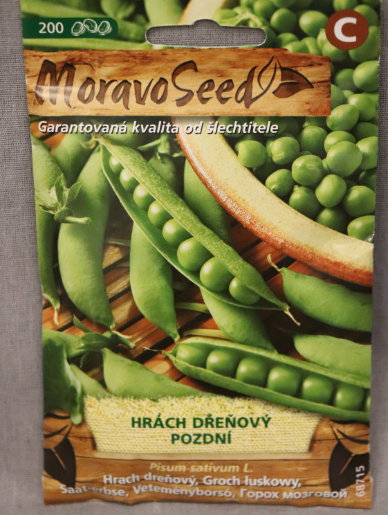 detail Hrách dřeňový pozdní