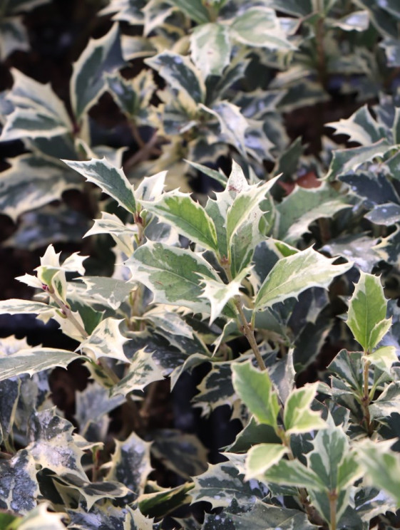 detail Vonokvětka různolistá 'Variegatus'