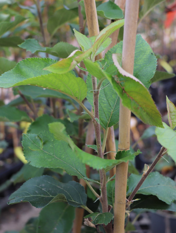 detail Jabloň 'SIRIUS'