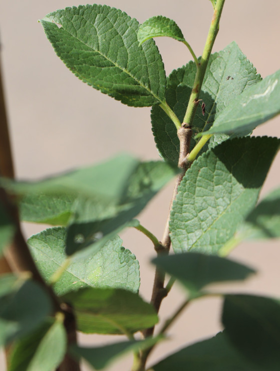 detail Švestka 'BRYSKÁ'