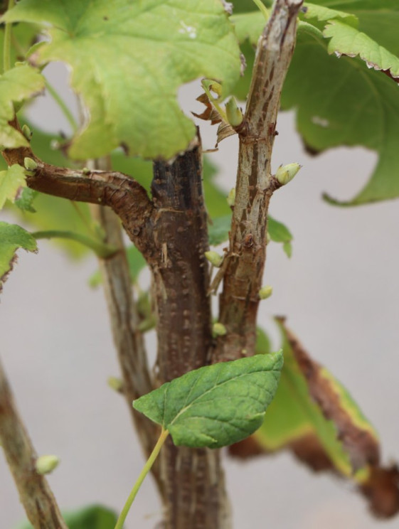 detail Rybíz černý 'Wellington' ko5L