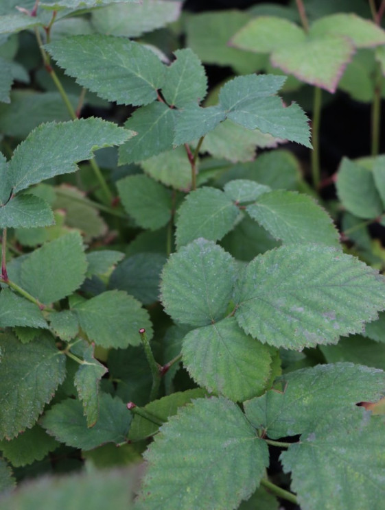 detail Ostružiník 'Navaho' - beztrnný