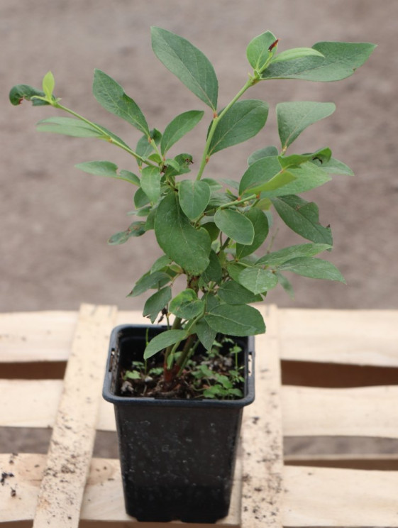 detail Kanadská borůvka ´Poppins´®