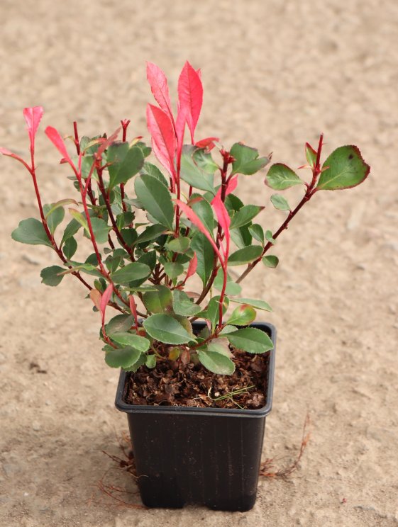 detail Blýskavka fraserova 'Little Fenna'®