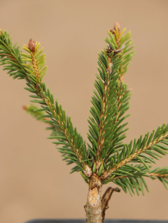 detail Smrk ztepilý ´Pusch´